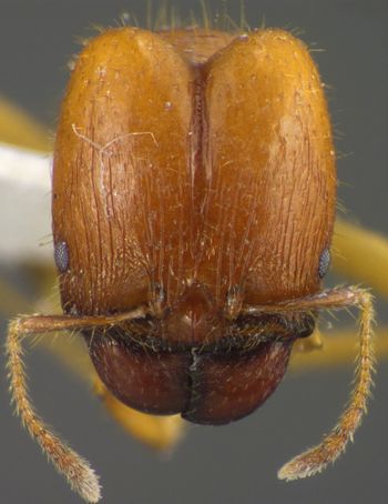 Media type: image;   Entomology 35194 Aspect: head frontal view